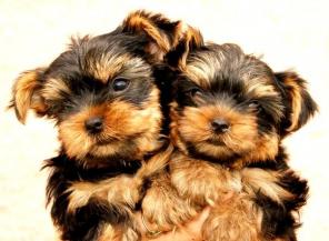 ����������� �������