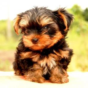 ����������� �������