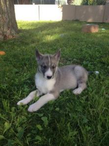 Продам щенков западно-сибирской лайки