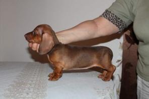 Продаются щенки миниатюрной таксы