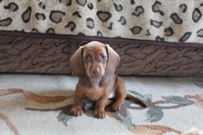 Продаются щенки миниатюрной таксы