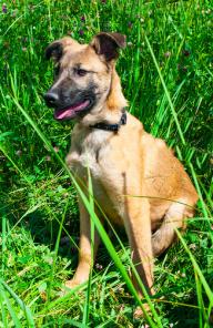 Щенки бельгийской овчарки (малинуа) в дар