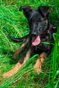 Щенки бельгийской овчарки (малинуа) в дар