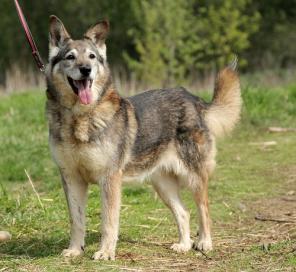 ����� ������� ���� �������� (����, �����)