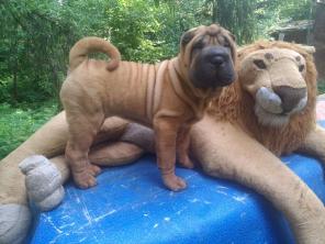 Продаются щенки Шарпеи возрастом 3 месяца