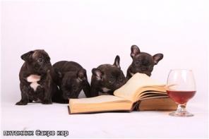 Щенки французского бульдога. Питомник Сакре кер.