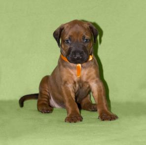 �������. ����� - 2 ������