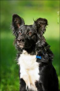 Удивительно харизматичный и ласковый мальчик!Ищет любящих хозяев!