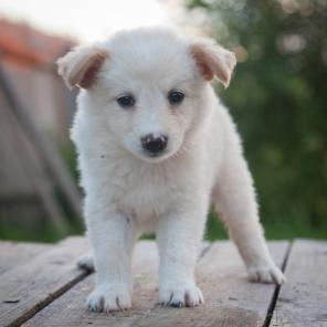 ������-�������, ��������� �����������. � ���