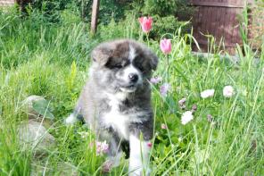 ������� ������ �����-���