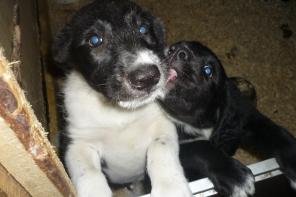 ������������� �����-������ ���� �����