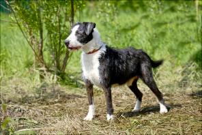 ���, ����-���������� ����� � ���