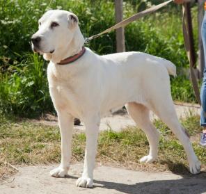 �����, ��������� ����������� �������� � ���