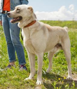 Данай, великолепный молодой алабай в дар