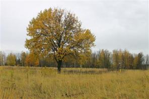 ��������� ��������� ������� ��� ��� � �. ����� �� ������������