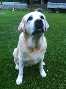 Палевая девочка лабрадор Дана ищет новый дом