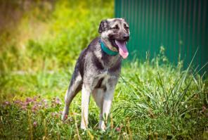 � ��� ����� ��� - ������ ���� � ���������