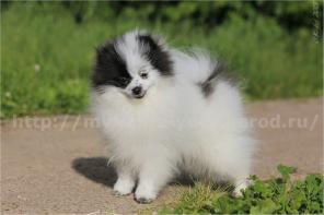 Продается щенок шпица, девочка редкого бело-черного (пати-колорного) окраса