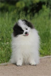 Продается щенок шпица, девочка редкого бело-черного (пати-колорного) окраса