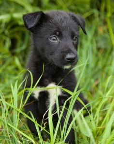 Чёрный с белым щенок в добрые руки!