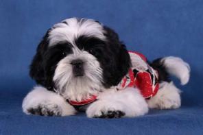 Щенки ши-тцу