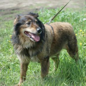 ����������� ����, ������ � ���