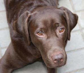 Шоколадная девочка лабрадор, 6 лет, в дар