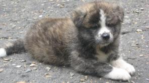 Акита-ину щенки продажа