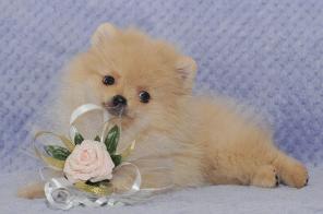 ������� ����������� �����