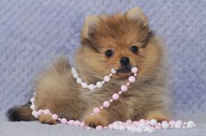 ������� ����������� �����