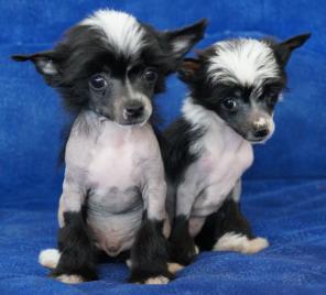 ����� ��������� ��������. ����. ������ ������