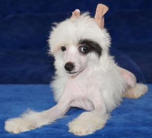 ����� ��������� ��������. ����. ������ ������