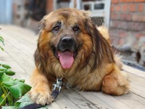 �����, ������������ ������ ���������� ������� � ���