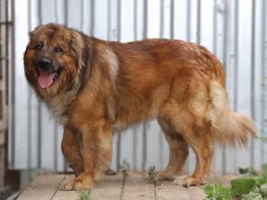 �����, ������������ ������ ���������� ������� � ���