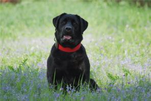 ������ - �������� � ���