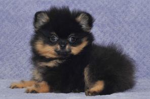 ����� �������� ������� ����