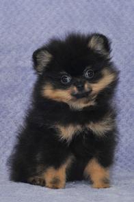 ����� �������� ������� ����