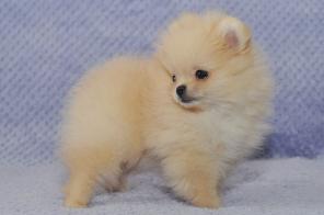 �������������� ������� ����������