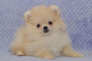 �������������� ������� ����������