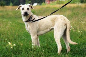 ����������� ��� � ������� ����, 7 ���.