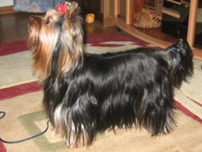 ����� �����������