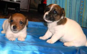 Щенки Джек Рассел Терьера