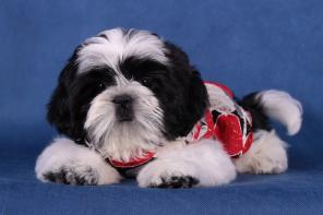 Щенки ши-тцу