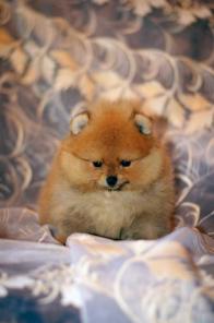 Померанский (карликовый) шпиц. Щенки