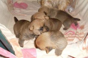 Щенки редкой породы Норвич-терьер.