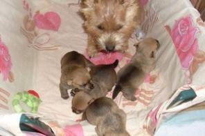 Щенки редкой породы Норвич-терьер.