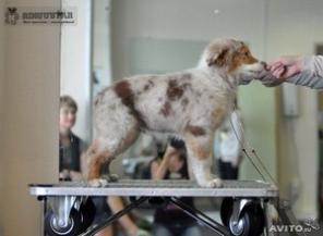 Щенки Австралийской овчарки (аусси)