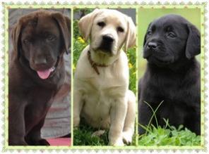 Высокопородные щенки Лабрадора всех окрасов (РКФ)