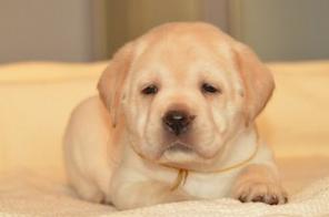 Высокопородные щенки Лабрадора всех окрасов (РКФ)