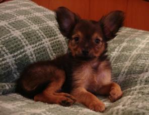 Той-терьер. Мини: рыже-коричневый, соболь, черный подпал, РКФ.